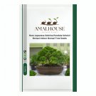 Rare Japanese Zebrina Pendula Schnizl Bonsai Indoor Bonsai Tree - 100 PCS Seeds