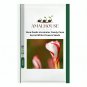 Rare Oxalis Versicolor Candy Cane Sorrel White Flowers - 100 PCS Seeds