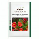 Rare Peruvian Lily Alstroemeria Flowers - 100 PCS Seeds