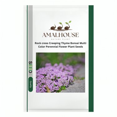 Rock cress Creeping Thyme Bonsai Multi-Color Perennial Flower Plant - 200 PCS Seeds