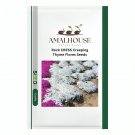 Rock CRESS Creeping Thyme Flores - 100 PCS Seeds