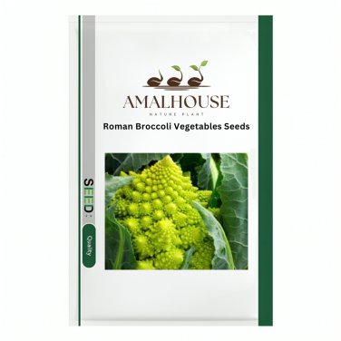 Roman Broccoli Vegetables - 100 PCS Seeds