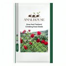 Rose Red Thailand Climbing Rose - 100 PCS Seeds