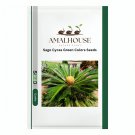 Sago Cycas Green Colors - 10 PCS Seeds