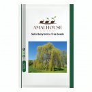 Salix Babylonica Tree - 100 PCS Seeds