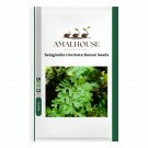Selaginella Uncinata Bonsai - 50 PCS Seeds