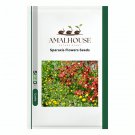 Sparaxis Flowers - 100 PCS Seeds