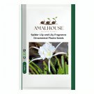 Spider Lily and Lily Fragrance Ornamental Plants - 10 PCS Seeds