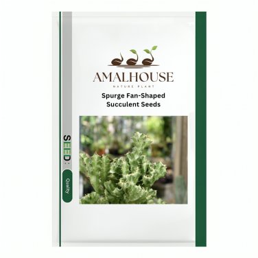 Spurge Fan-Shaped Succulent - 300 PCS Seeds