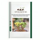 Succulent Plants Bonsai Sedum Multiceps Bonsai Potted Plants Purify - 100 PCS Seeds