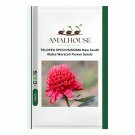 TELOPEA SPECIOSISSIMA New South Wales Waratah Flower - 2 PCS Seeds