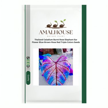 Thailand Caladium Burnt Rose Elephant Ear Flower Blue-Brown-Rose Red Triple Colors - 100 PCS Seeds