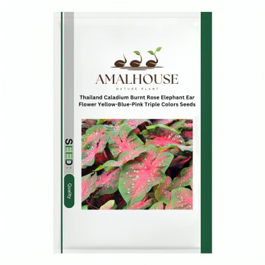 Thailand Caladium Burnt Rose Elephant Ear Flower Yellow-Blue-Pink Triple Colors - 100 PCS Seeds