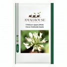 Trifolium repens White Clover Hokkaido - 500 PCS Seeds