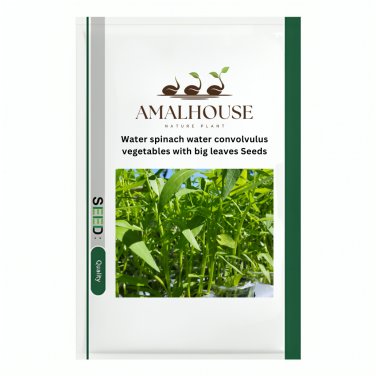 Water spinach water convolvulus vegetables with big leaves - 100 PCS Seeds