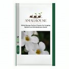 White Bacopa Perfect Flowers for Hanging Baskets and Windowboxes - 100 PCS Seeds