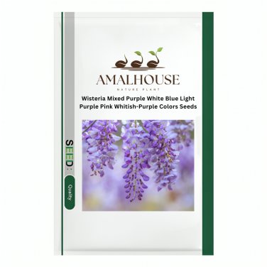 Wisteria Mixed Purple White Blue Light-Purple Pink Whitish-Purple Colors - 10 PCS Seeds