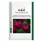 'Hei Qishi' Series Peony Large Double Blooms with Deep Red-Black Hues - 20 PCS Seeds