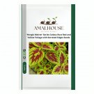 'Honglv Meiren' Series Coleus Rust Red and Yellow Foliage with Serrated Edges - 100 PCS Seeds