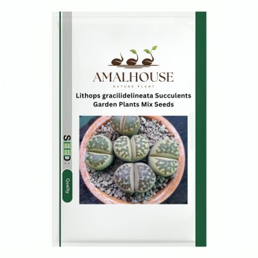 Lithops gracilidelineata Succulents Garden Plants Mix - 100 PCS Seeds