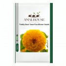 'Teddy Bear' Dwarf Sunflower - 50 PCS Seeds