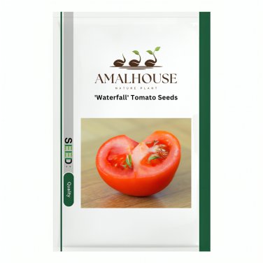 'Waterfall' Tomato - 100 PCS Seeds