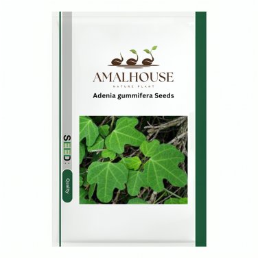 Adenia gummifera - 5 PCS Seeds
