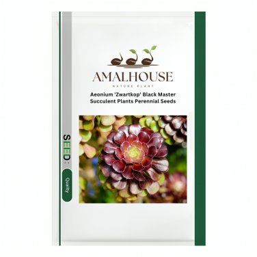 Aeonium 'Zwartkop' Black Master Succulent Plants Perennial - 200 PCS Seeds