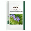 Agapanthus Africanus Beautiful - 50 PCS Seeds