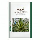 Agave aurea - 10 PCS Seeds