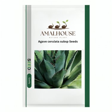 Agave cerulata subsp - 10 PCS Seeds