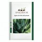 Agave cerulata subsp - 10 PCS Seeds