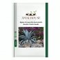 Agave chrysantha Succulents Garden Plants - 10 PCS Seeds