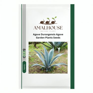 Agave Durangensis Agave Garden Plants - 10 PCS Seeds