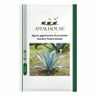 Agave gigantensis Succulents Garden Plants - 10 PCS Seeds