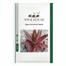 Agave Kerchovei - 10 PCS Seeds