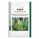 Agave Macroacantha Schwarzstachel Leaves Succulent plant - 10 PCS Seeds