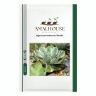 Agave potatorum - 10 PCS Seeds