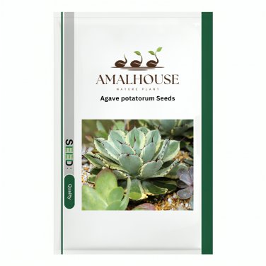 Agave potatorum - 10 PCS Seeds