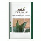Agave salmiana Garden Plants - 10 PCS Seeds