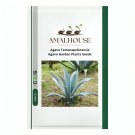 Agave Temacapulinensis Agave Garden Plants - 10 PCS Seeds