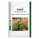 Agave triangularis 'Subintegra' - 10 PCS Seeds