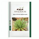 Agave Victoriae-Reginae - 10 PCS Seeds