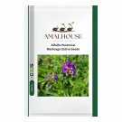 Alfalfa Perennial Medicago Sativa - 200 PCS Seeds