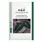 alocasia Elephant Ear Seeds Taro 'Black Velvet' - 20 PCS Seeds