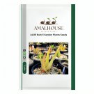 ALOE Buhrii Garden Plants - 10 PCS Seeds