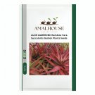 ALOE CAMERONII Red Aloe Vera Succulents Garden Plants - 5 PCS Seeds