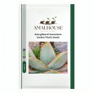 Aloe gilbertii Succulents Garden Plants - 10 PCS Seeds