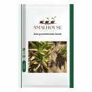 Aloe grandidentata - 10 PCS Seeds