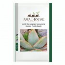 ALOE Hereroensis Succulents Garden Plants - 10 PCS Seeds